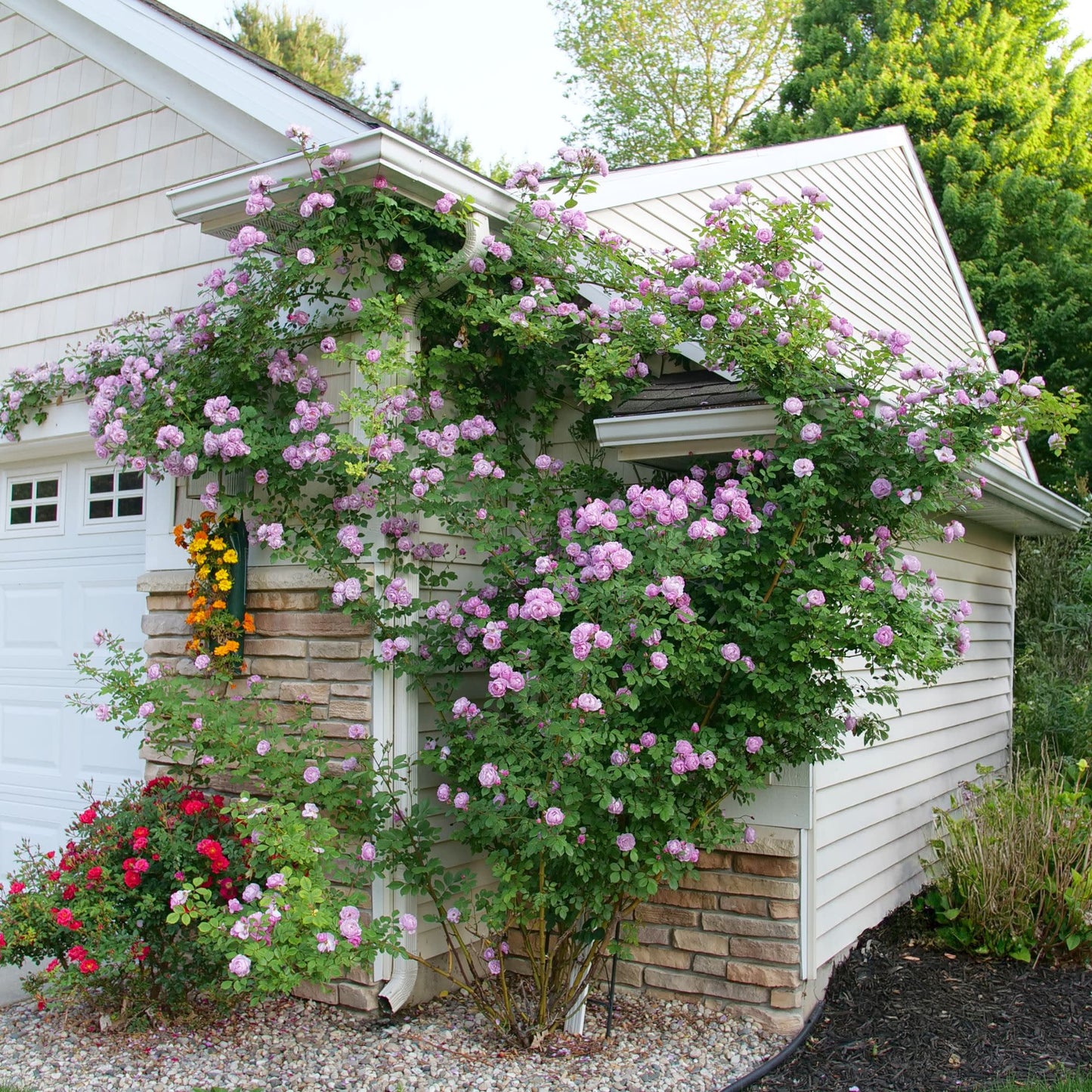 Rise Up Lilac Days® Rose