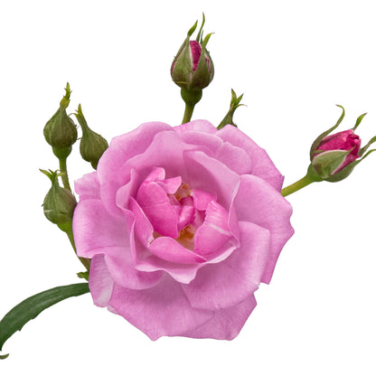 Rise Up Lilac Days® Rose