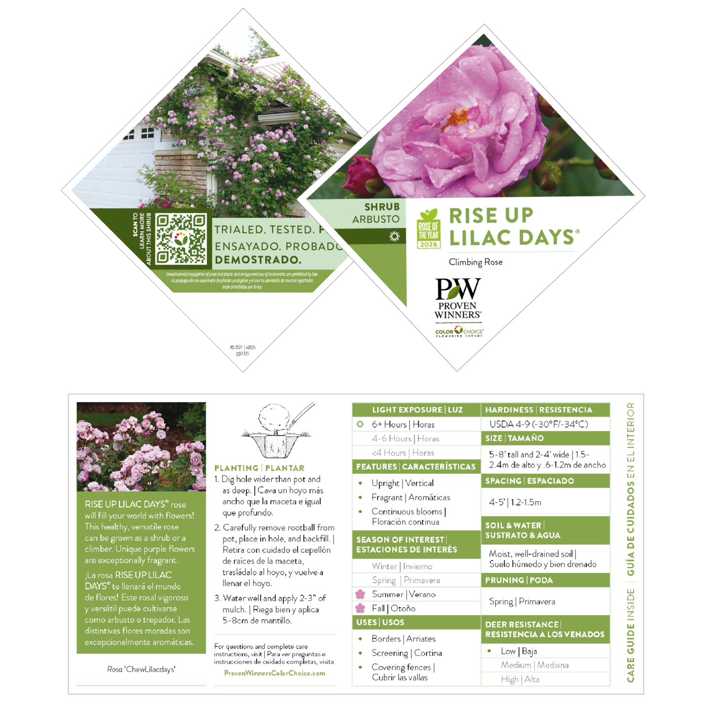 Rise Up Lilac Days® Rose
