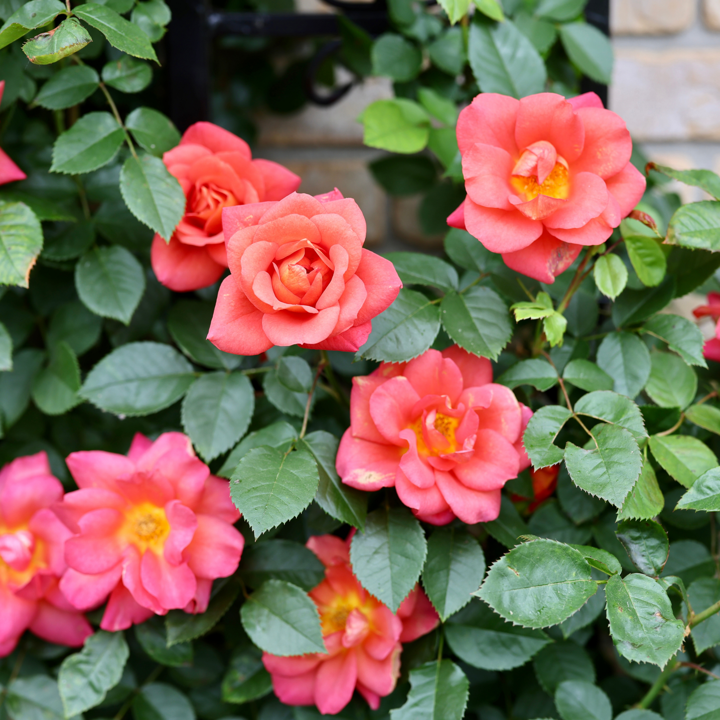 Rise Up Emberays® Rose