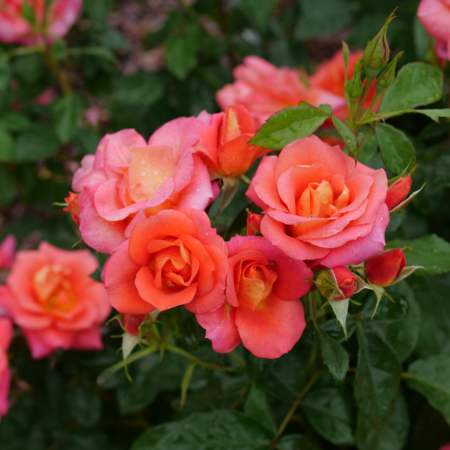 Rise Up Emberays® Rose