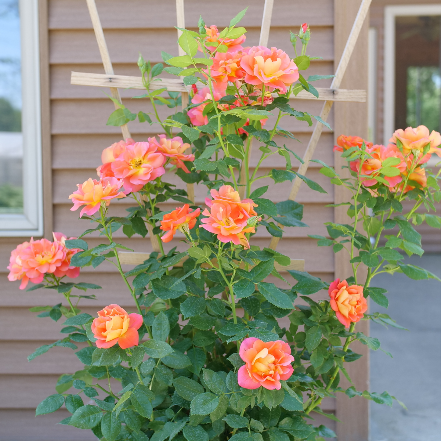 Rise Up Emberays® Rose