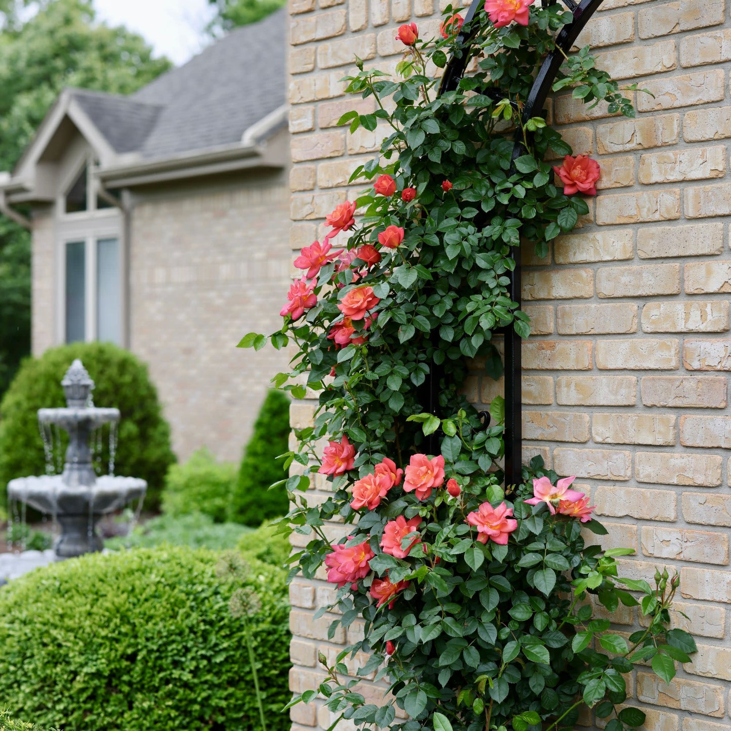 Rise Up Emberays® Rose
