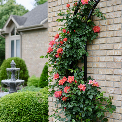 Rise Up Emberays® Rose