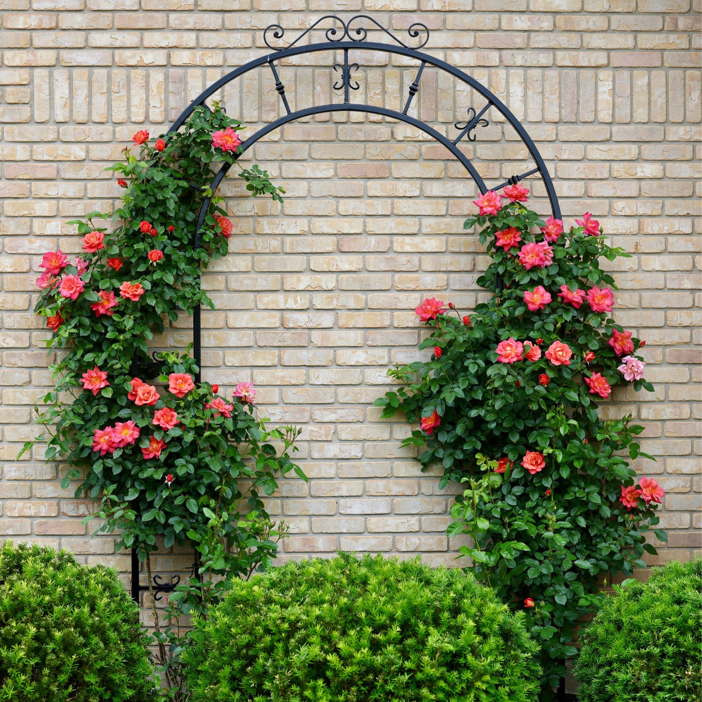 Rise Up Emberays® Rose