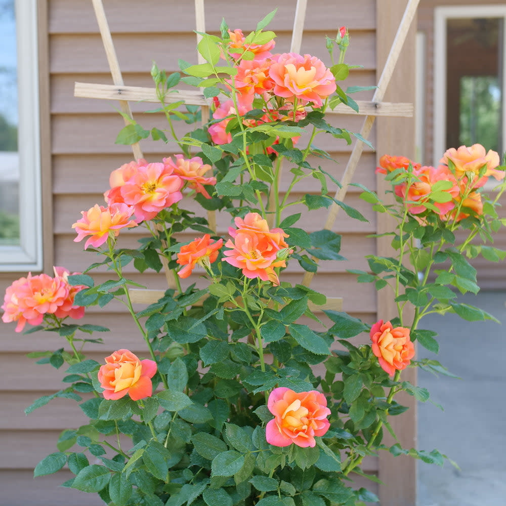 Rise Up Emberays Rose in use.