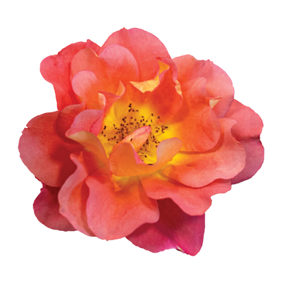 Rise Up Emberays® Rose