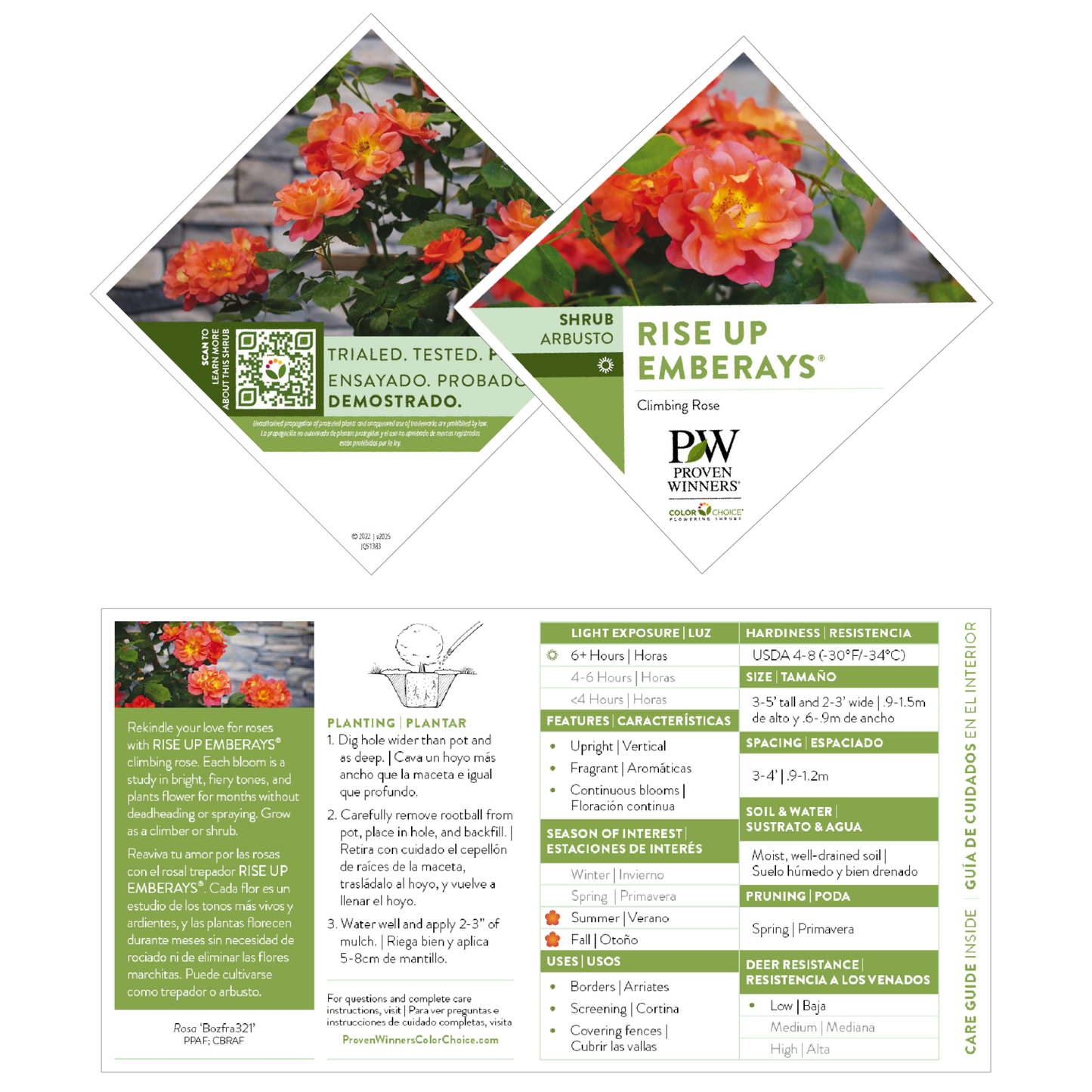 Rise Up Emberays® Rose