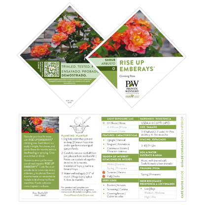 Rise Up Emberays® Rose