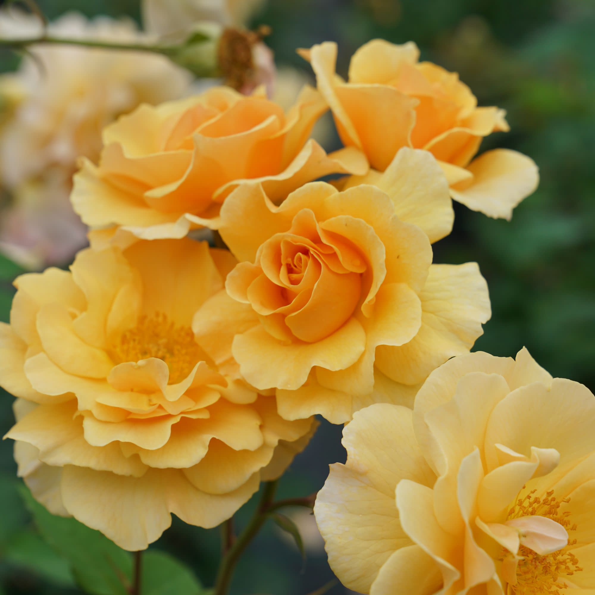Rose Ris Rose | Rise Up Amberness® | Proven Winners® Shrubs – Proven Winners ...