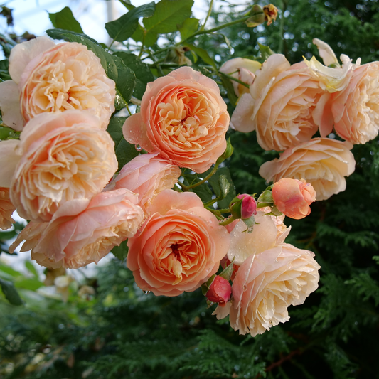 Flavorette® Honey-Apricot Edible Rose