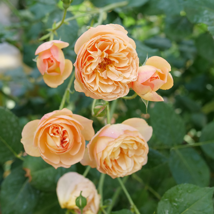 Flavorette® Honey-Apricot Edible Rose