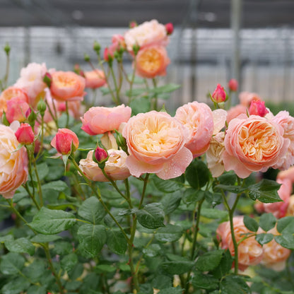 Flavorette® Honey-Apricot Edible Rose