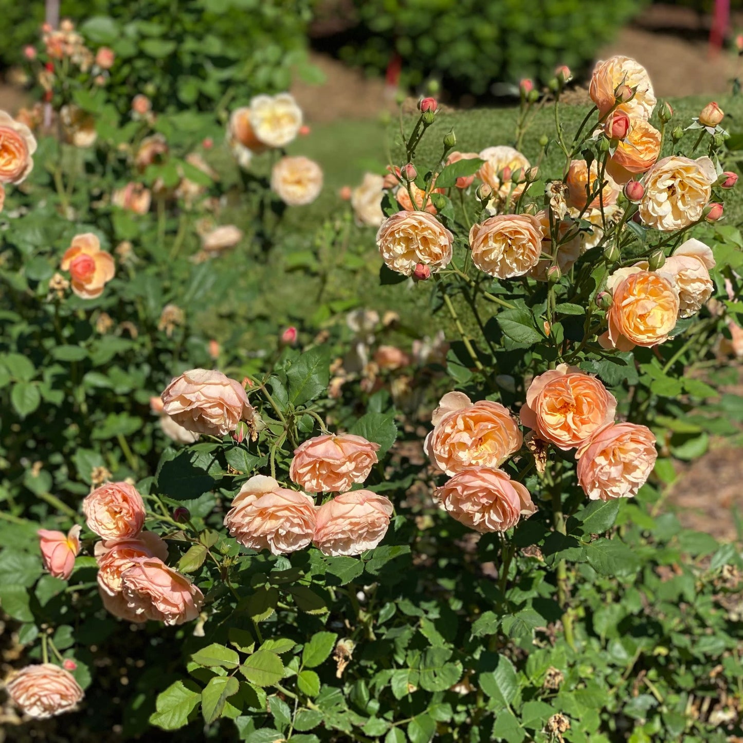 Flavorette® Honey-Apricot Edible Rose