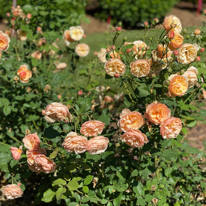 Flavorette® Honey-Apricot Edible Rose