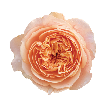 Flavorette® Honey-Apricot Edible Rose
