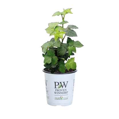 Taste of Heaven® Thornless Blackberry (Rubus ponca)