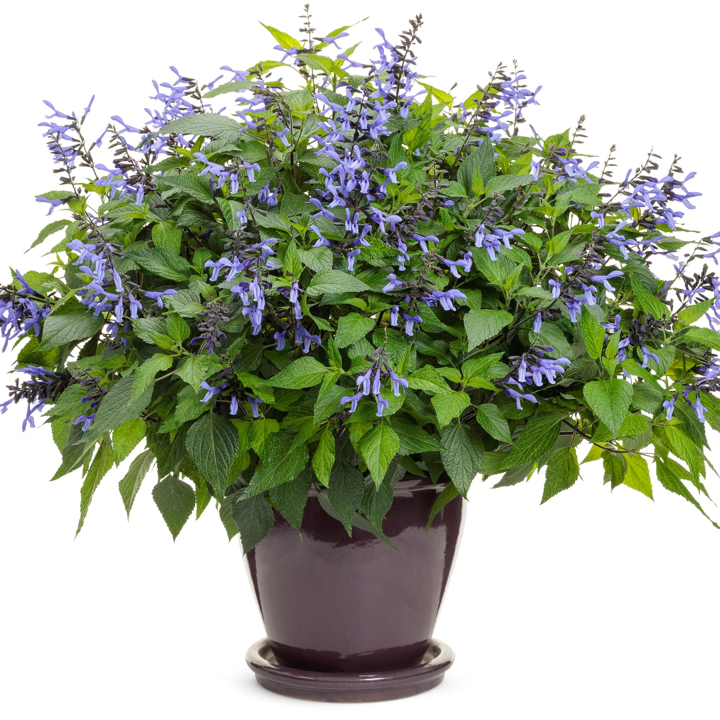 Limited Edition Royale™ | Rockin'® Blue Suede Shoes™ Salvia