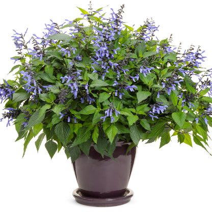 Limited Edition Royale™ | Rockin'® Blue Suede Shoes™ Salvia