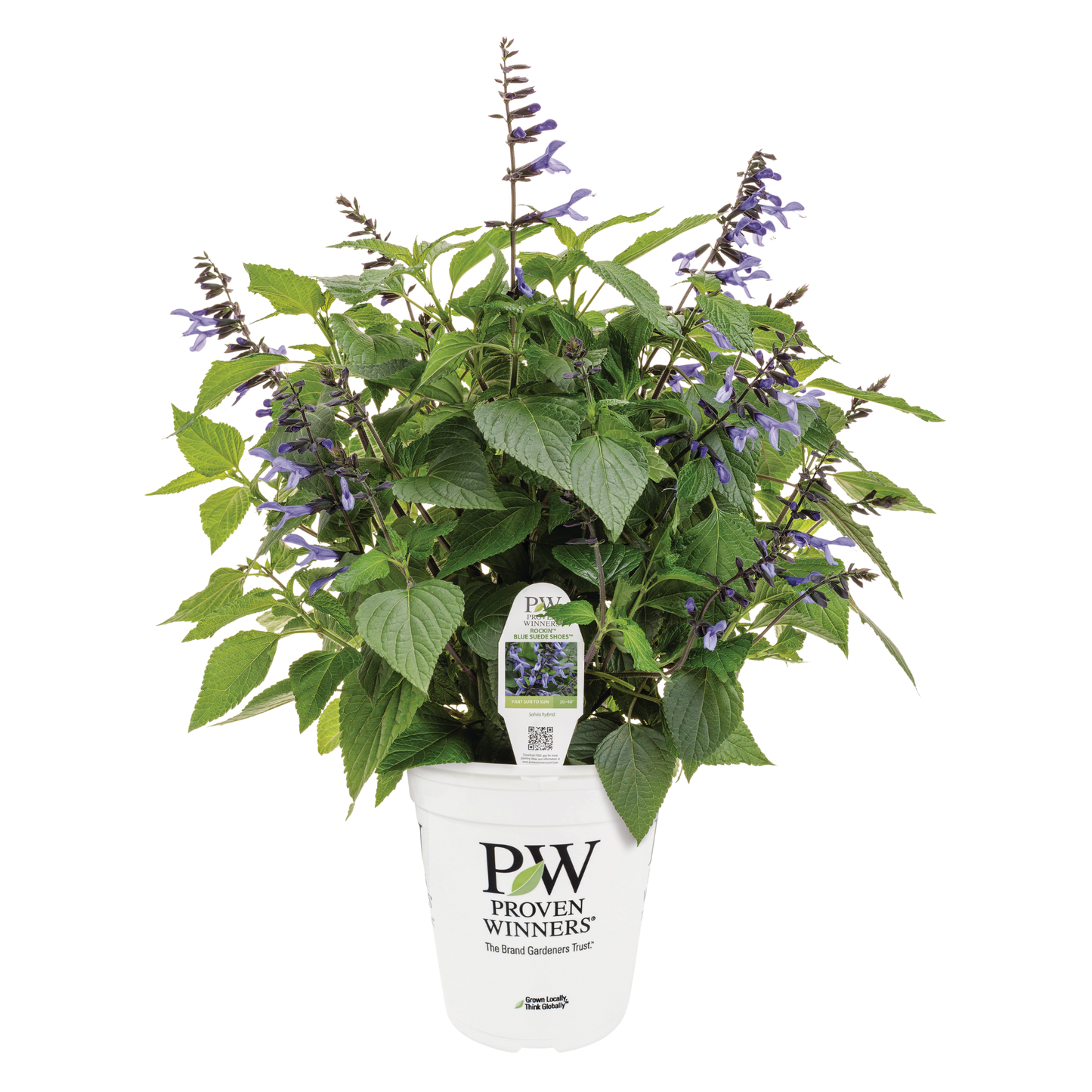 Limited Edition Royale™ | Rockin'® Blue Suede Shoes™ Salvia