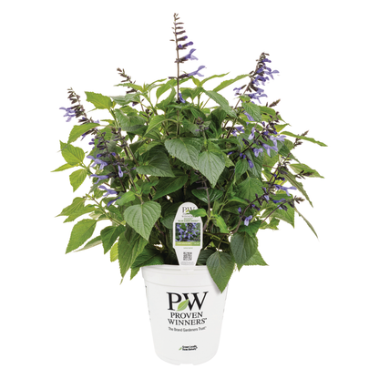 Limited Edition Royale™ | Rockin'® Blue Suede Shoes™ Salvia