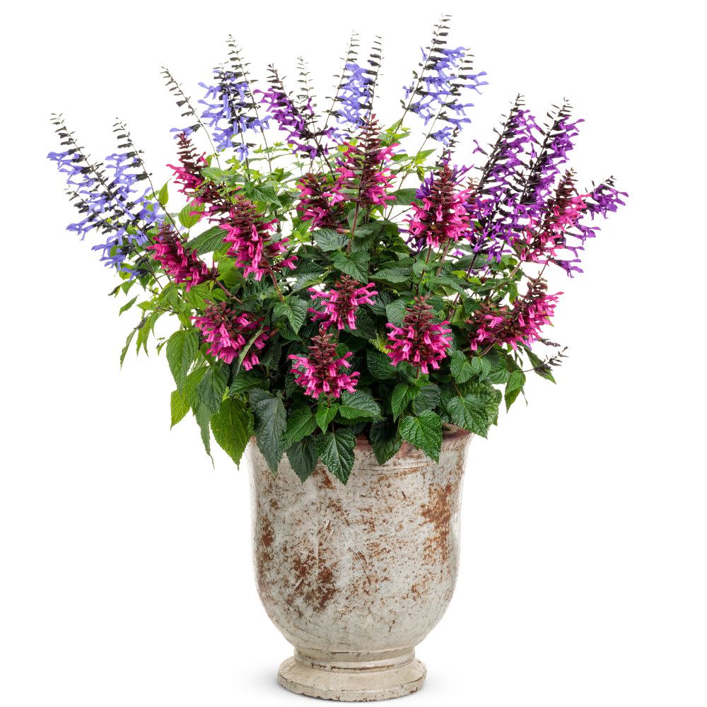 Limited Edition Royale™ | Rockin'® Blue Suede Shoes™ Salvia