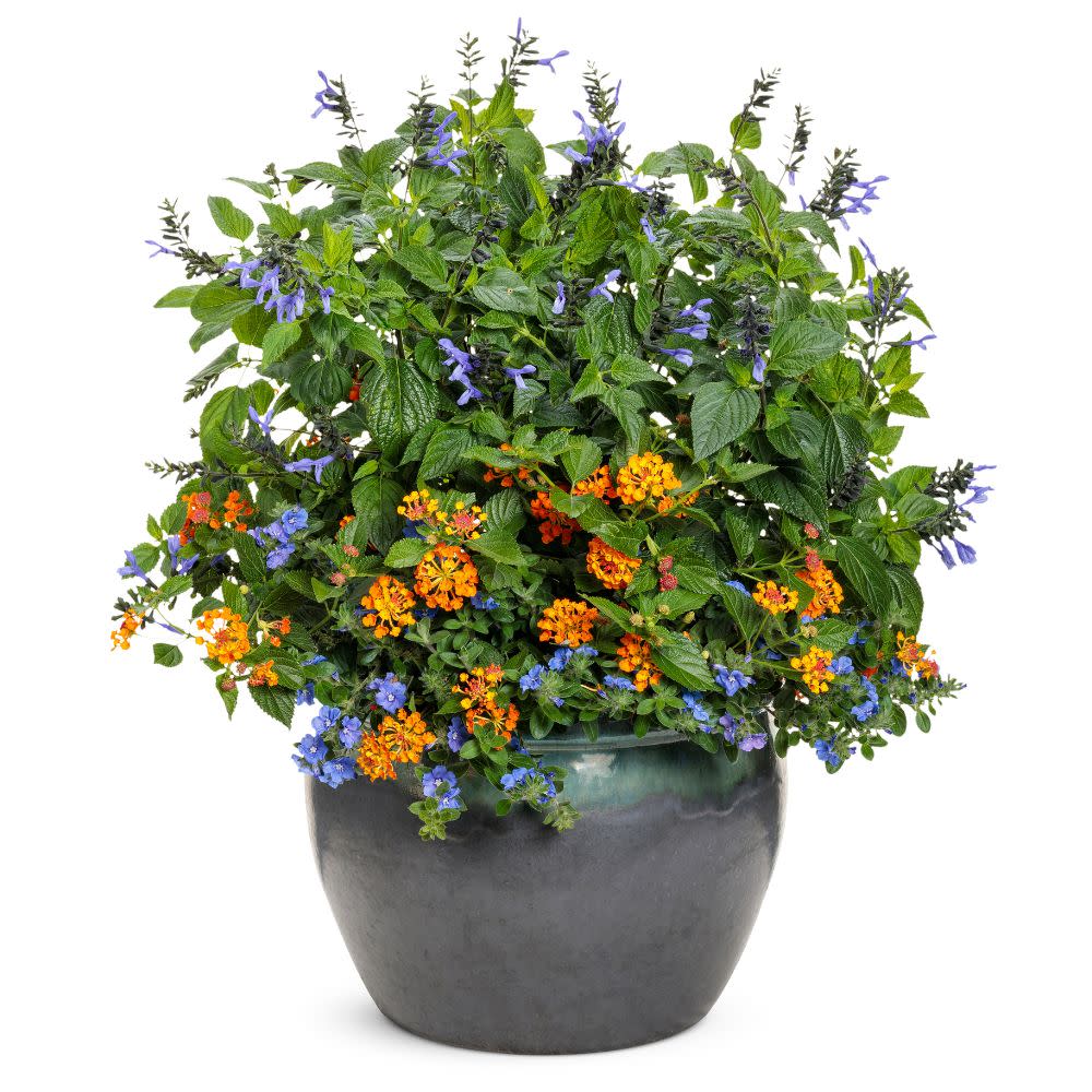 Limited Edition Royale™ | Rockin'® Blue Suede Shoes™ Salvia