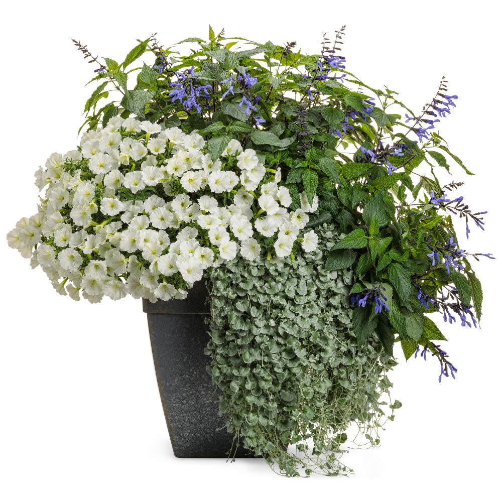 Limited Edition Royale™ | Rockin'® Blue Suede Shoes™ Salvia