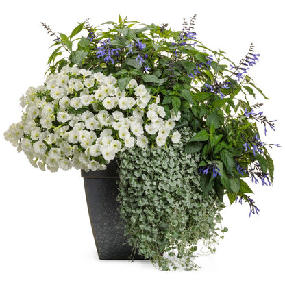 Limited Edition Royale™ | Rockin'® Blue Suede Shoes™ Salvia