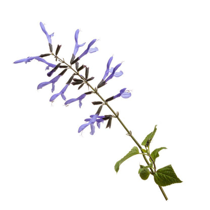 Limited Edition Royale™ | Rockin'® Blue Suede Shoes™ Salvia