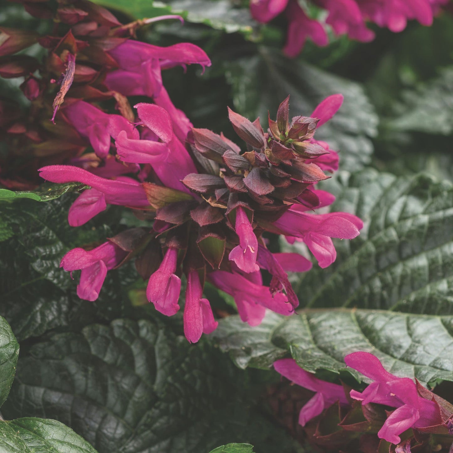 Limited Edition Royale™ | Rockin'® Fuchsia Salvia
