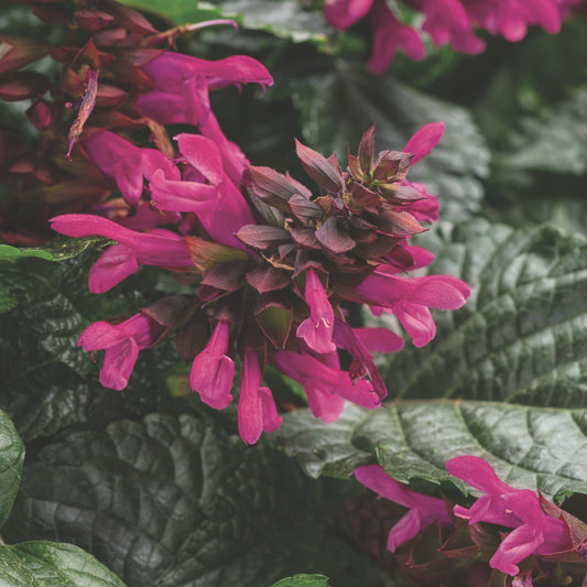 Limited Edition Royale™ | Rockin'® Fuchsia Salvia