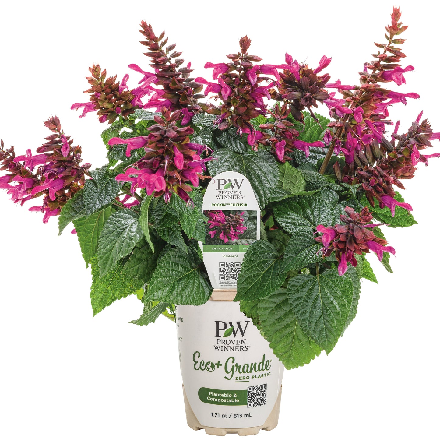 Rockin'® Fuchsia Salvia
