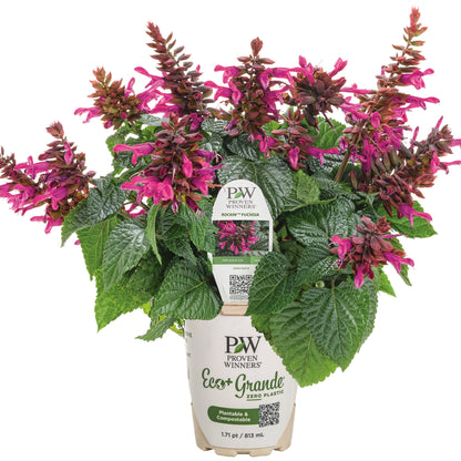 Rockin'® Fuchsia Salvia