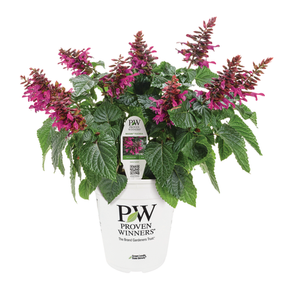 Limited Edition Royale™ | Rockin'® Fuchsia Salvia