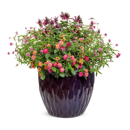 Limited Edition Royale™ | Rockin'® Fuchsia Salvia