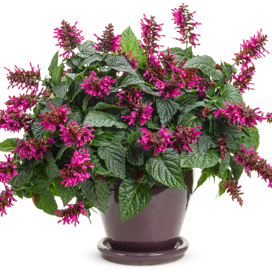 Rockin' Fuchsia Salvia in use.