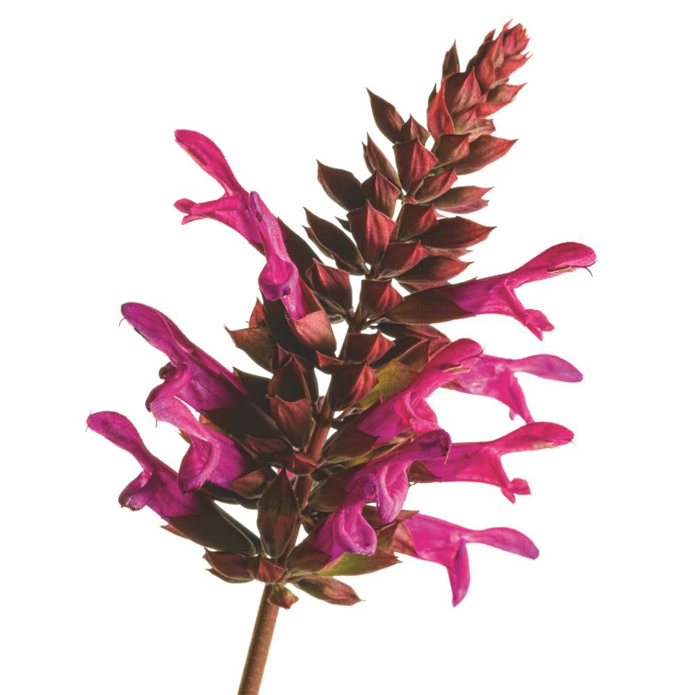Limited Edition Royale™ | Rockin'® Fuchsia Salvia