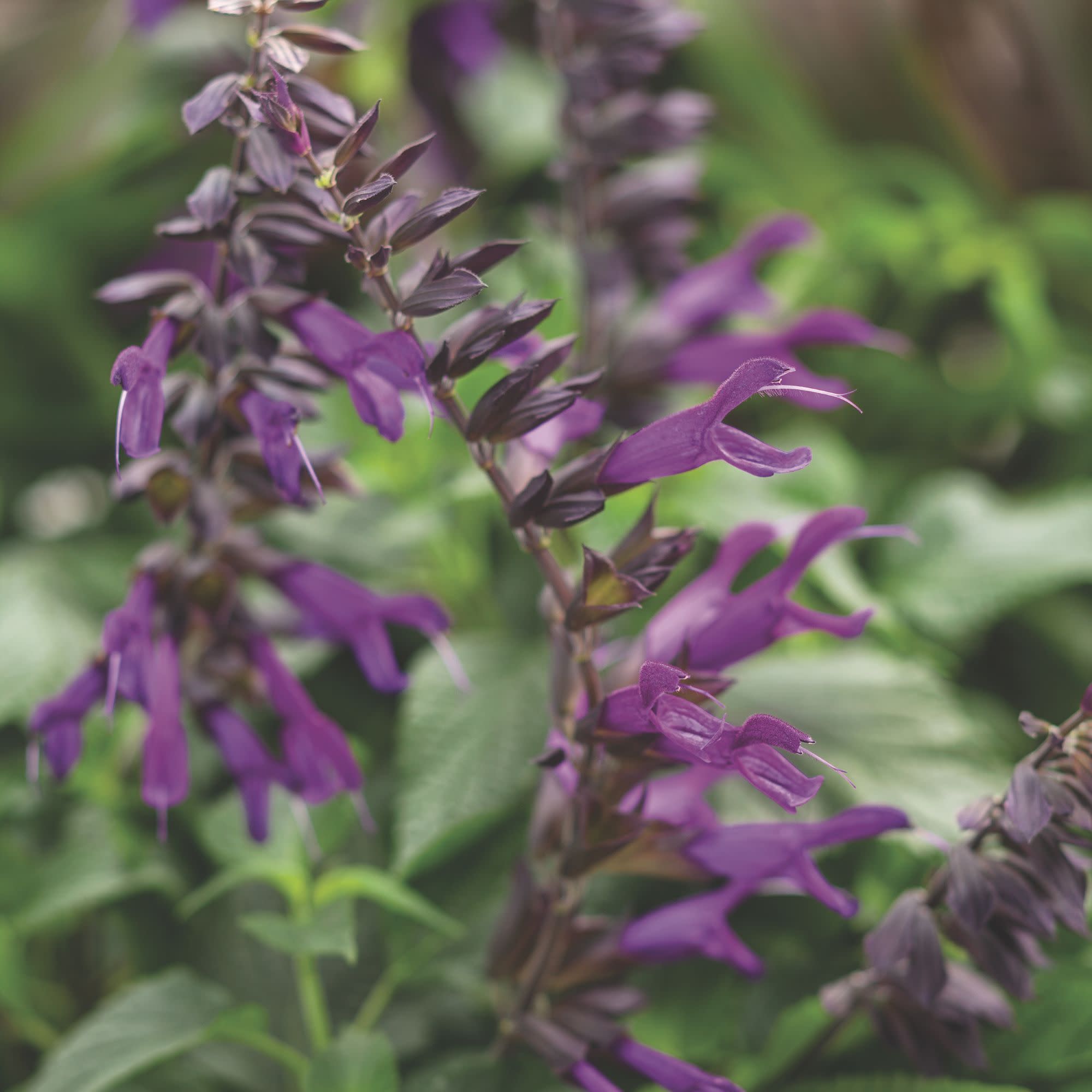 Salvia | Rockin'® Deep Purple | Proven Winners® Annuals – Proven