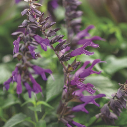 Limited Edition Royale™ | Rockin'® Deep Purple Salvia
