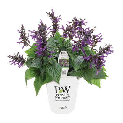 Limited Edition Royale™ | Rockin'® Deep Purple Salvia