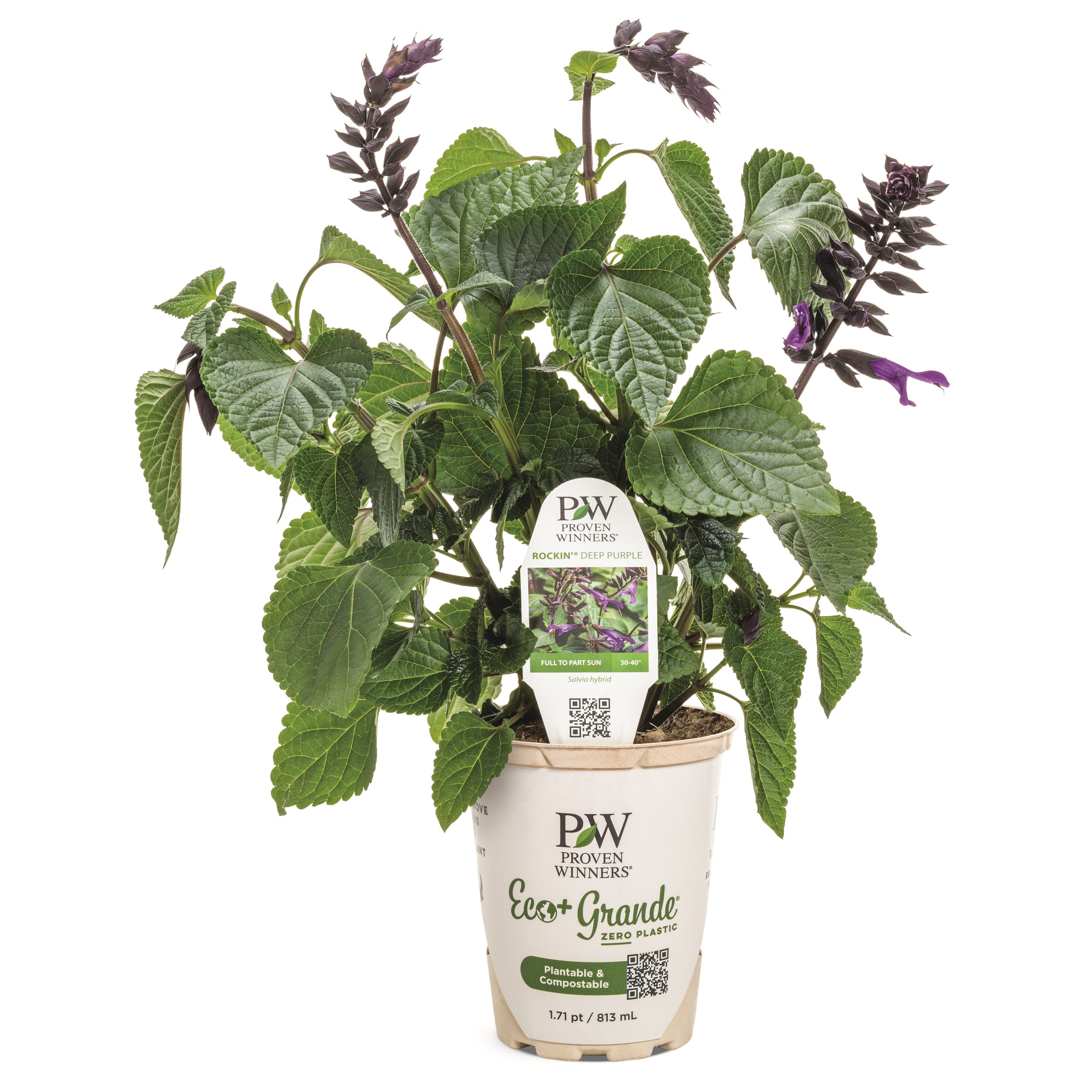 Salvia | Rockin'® Deep Purple | Proven Winners® Annuals – Proven