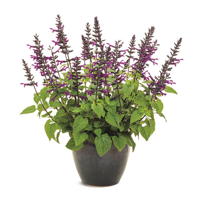 Rockin'® Deep Purple Salvia