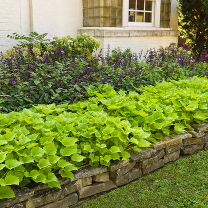 Limited Edition Royale™ | Rockin'® Deep Purple Salvia