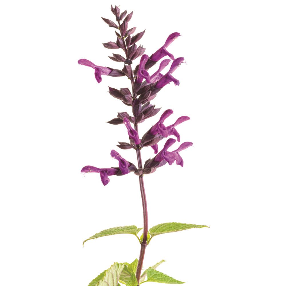 Rockin'® Deep Purple Salvia