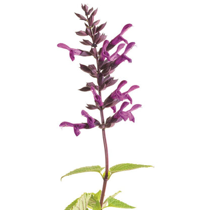 Limited Edition Royale™ | Rockin'® Deep Purple Salvia