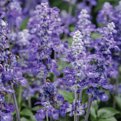 Limited Edition Royale™ | Unplugged® So Blue™ Mealycup Sage (Salvia farinacea)