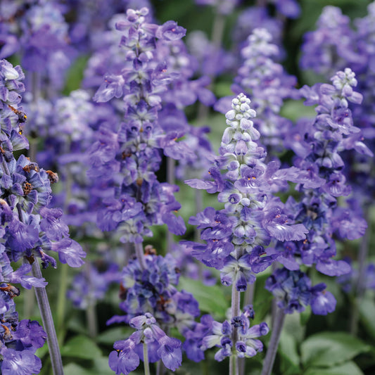 Limited Edition Royale™ | Unplugged® So Blue™ Mealycup Sage (Salvia farinacea)