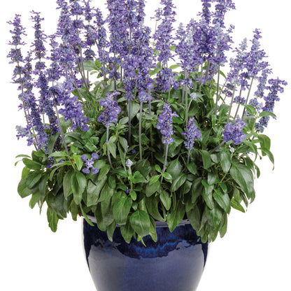 Limited Edition Royale™ | Unplugged® So Blue™ Mealycup Sage (Salvia farinacea)