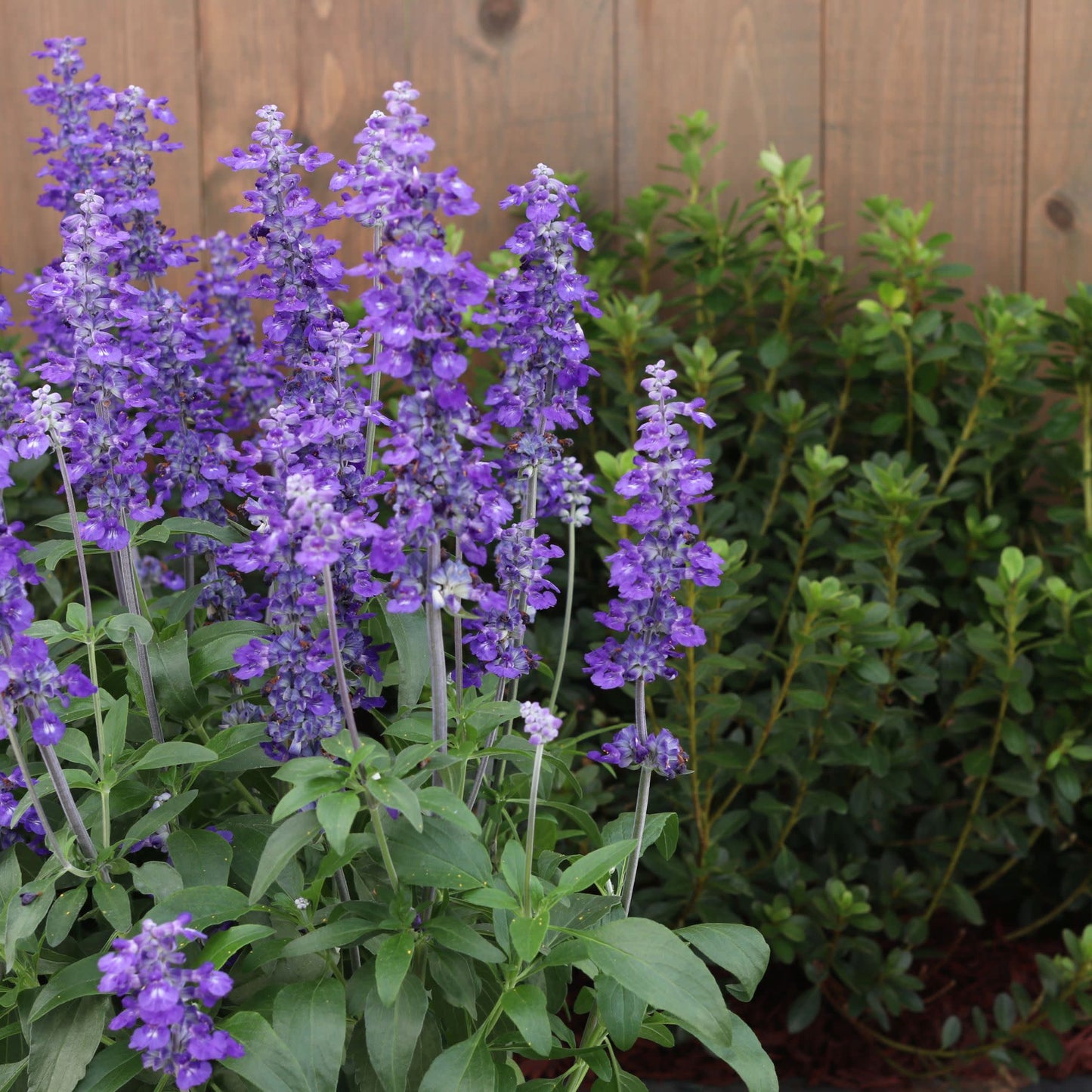 Unplugged® So Blue™ Mealycup Sage (Salvia farinacea)